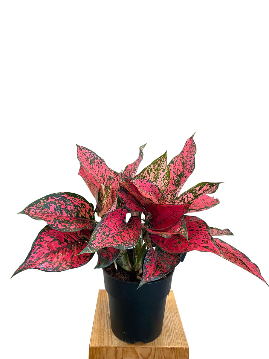 Aglaonema Spicy Rosa - Gross