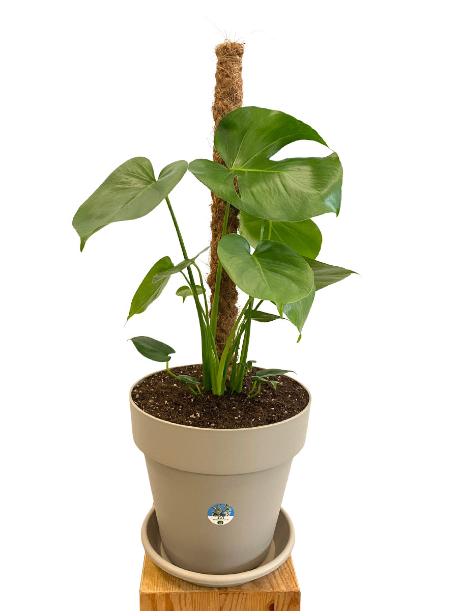 Monstera Deliciosa Moosstab