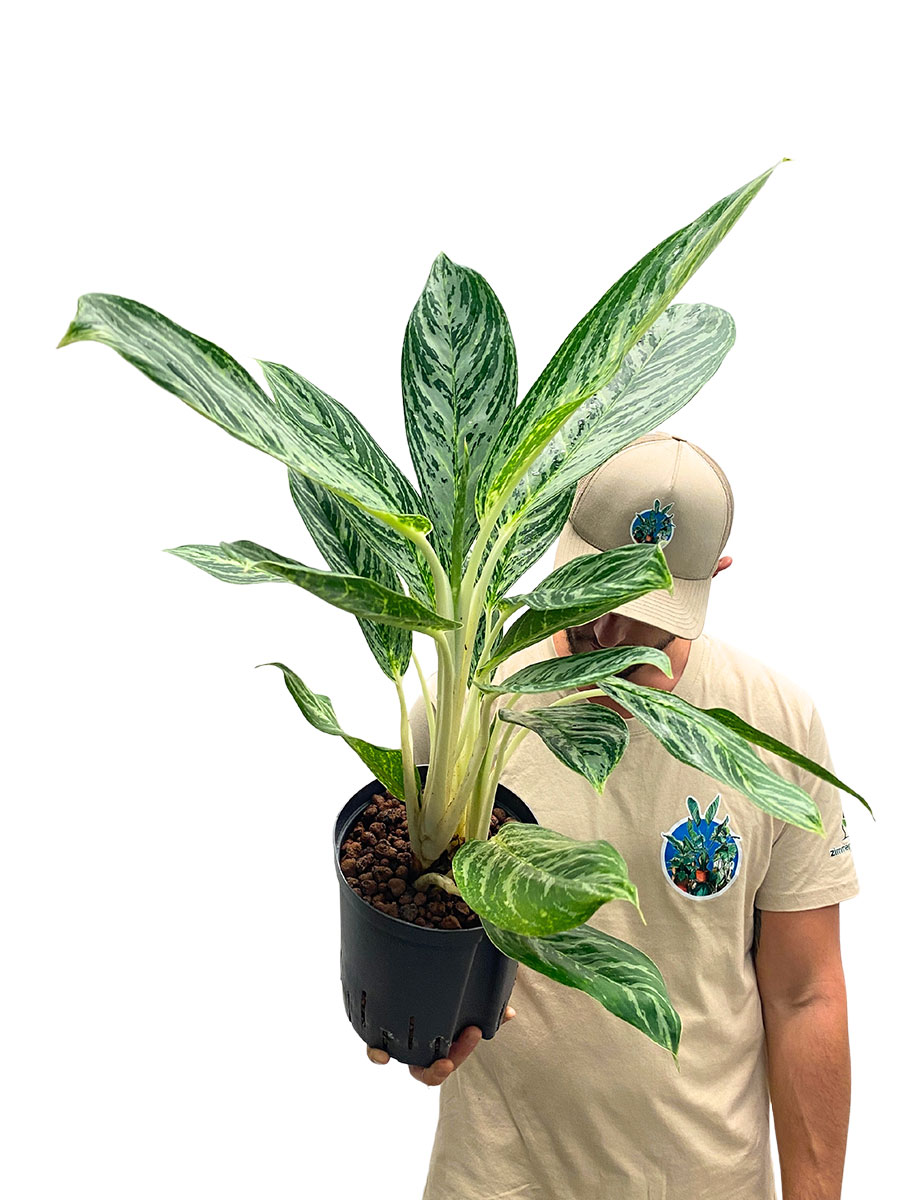 Hydro - Aglaonema Madonna