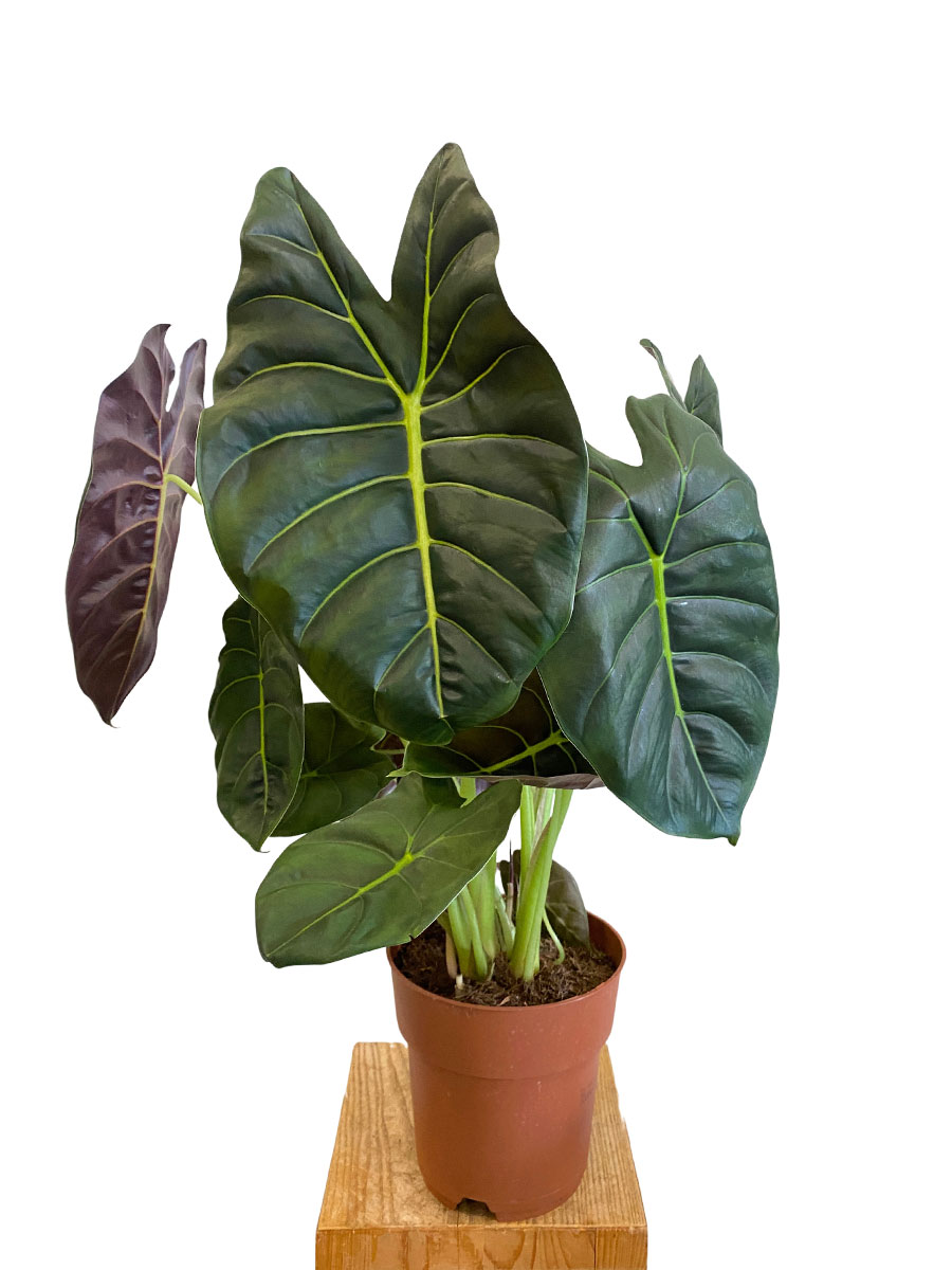 Alocasia Golden Bone