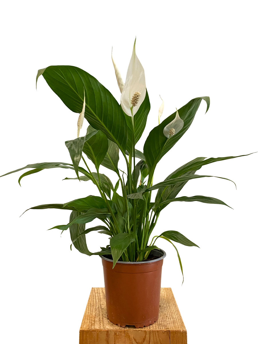 Spathiphyllum Wallisii - Ø17 cm