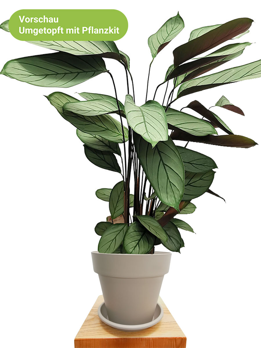 Calathea Silver Star