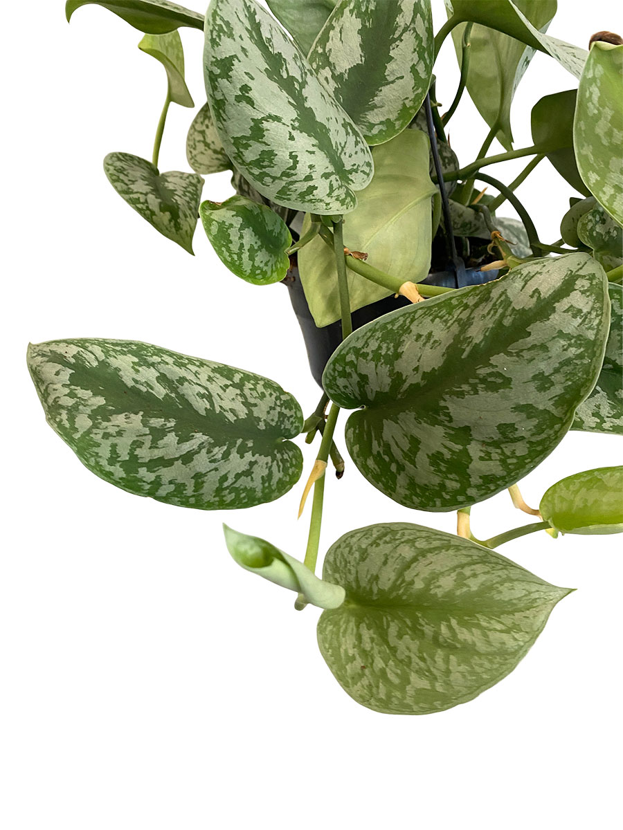 Hänger - Scindapsus Pictus Trebie