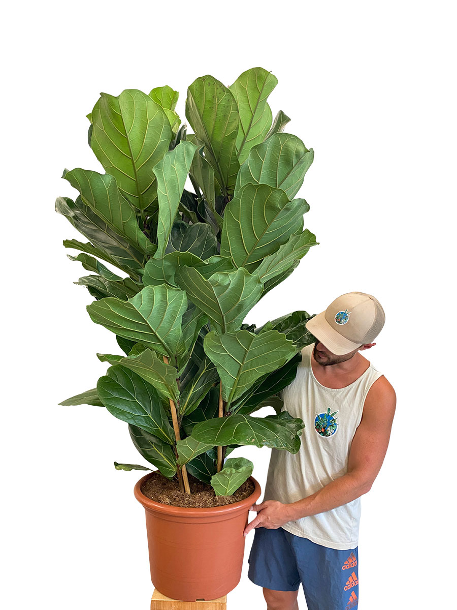 Geigenfeige Ficus lyrata Tuff - Gross