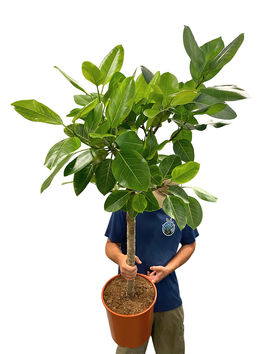 Ficus Altissima Stamm - Gross