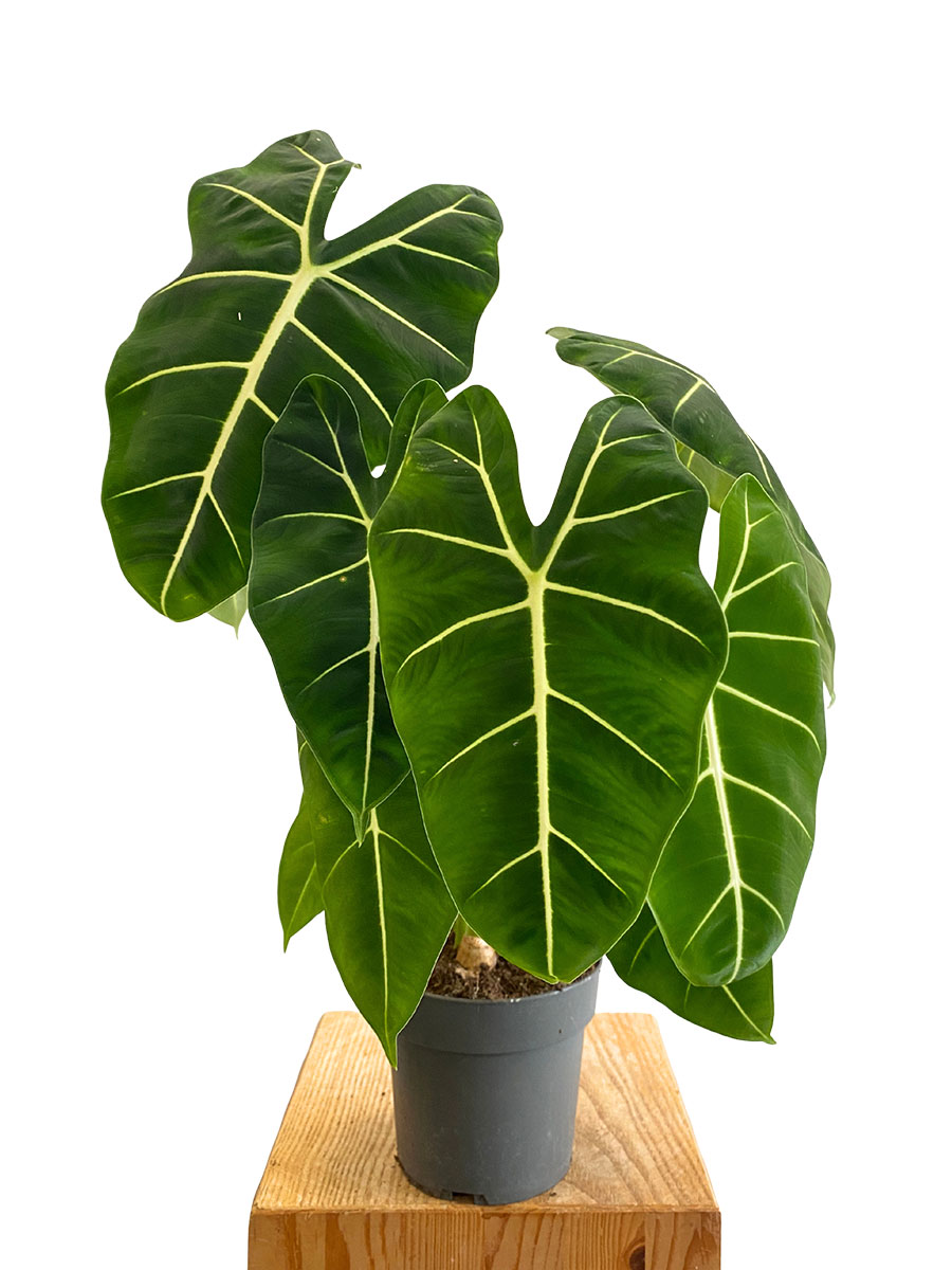 Alocasia Frydek