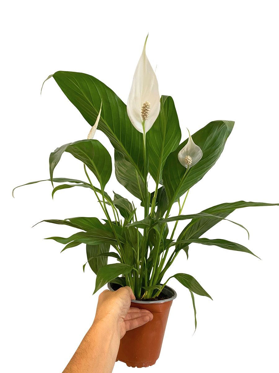 Spathiphyllum Wallisii - Ø17 cm