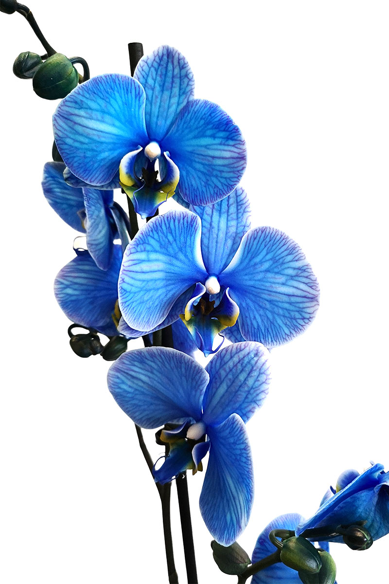 Phalaenopsis Magic Blue