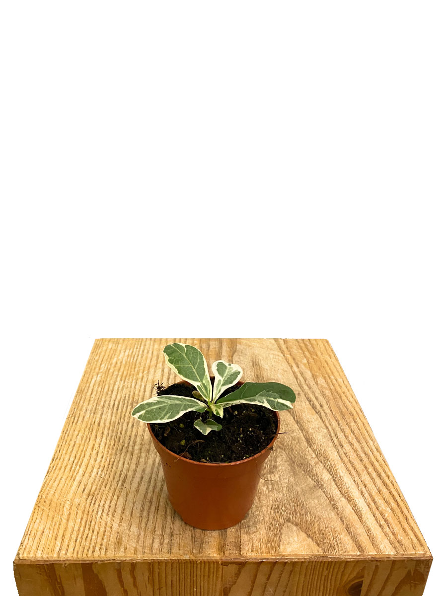 Ficus Lyrata Variegata Ficus Lyrata Variegata