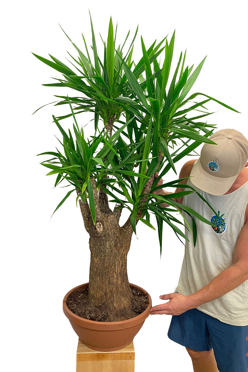 Palmlilie Yucca elephantipes schwer verzweigt XL