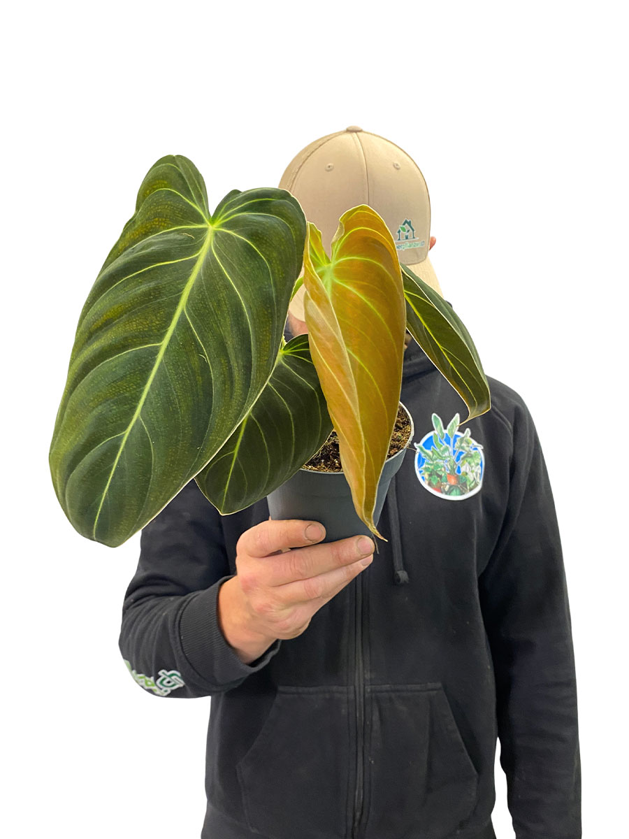 Philodendron Melanochrysum - Klein