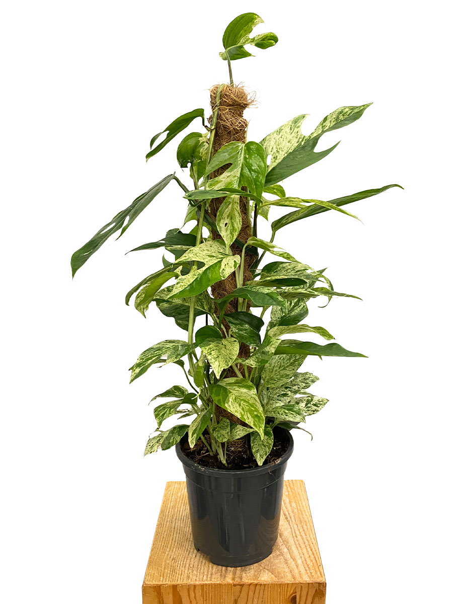 Epipremnum Marble Variegata Moosstab Epipremnum Marble Variegata Moosstab