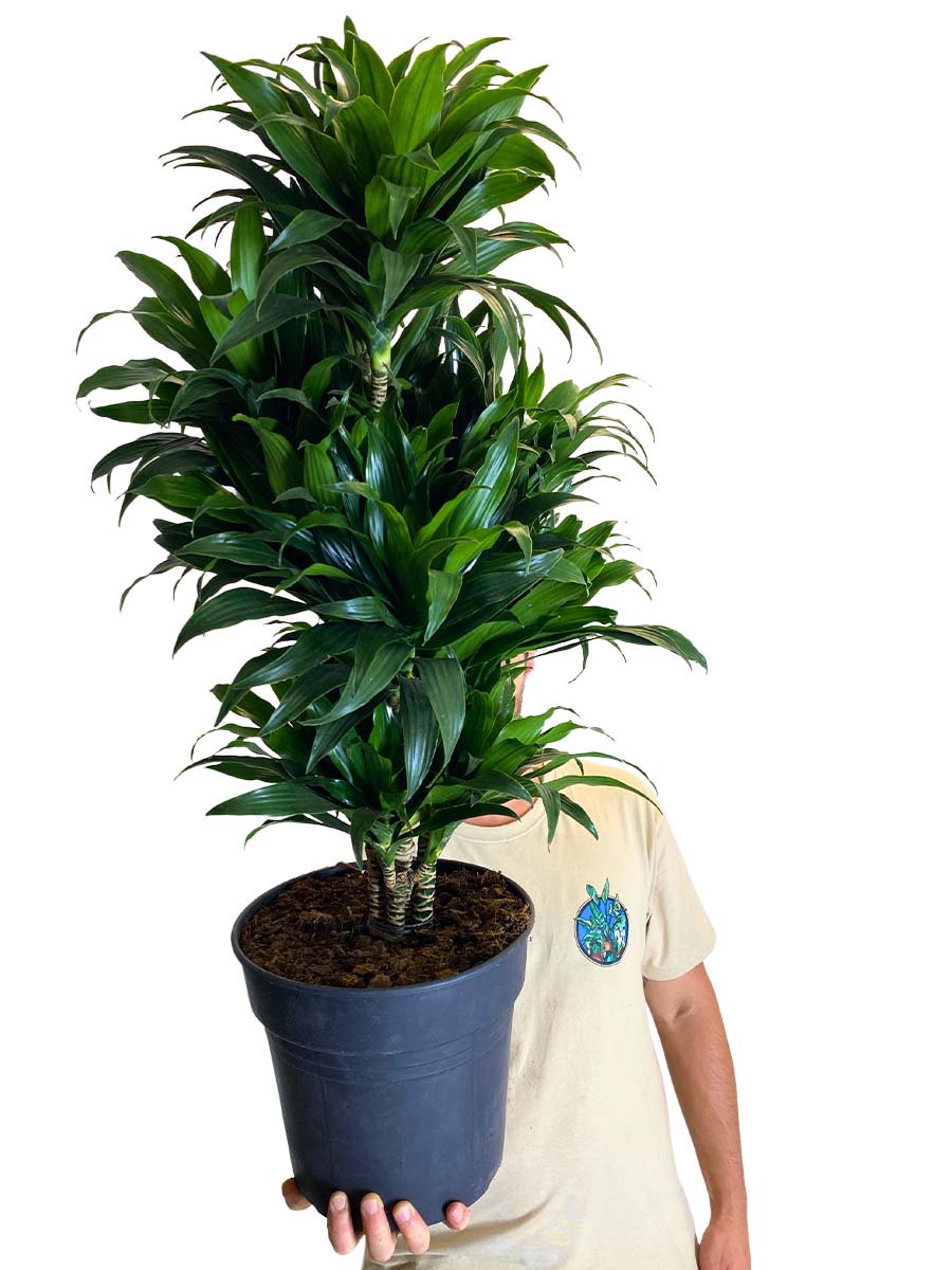 Drachenbaum Dracaena Compacta 100cm