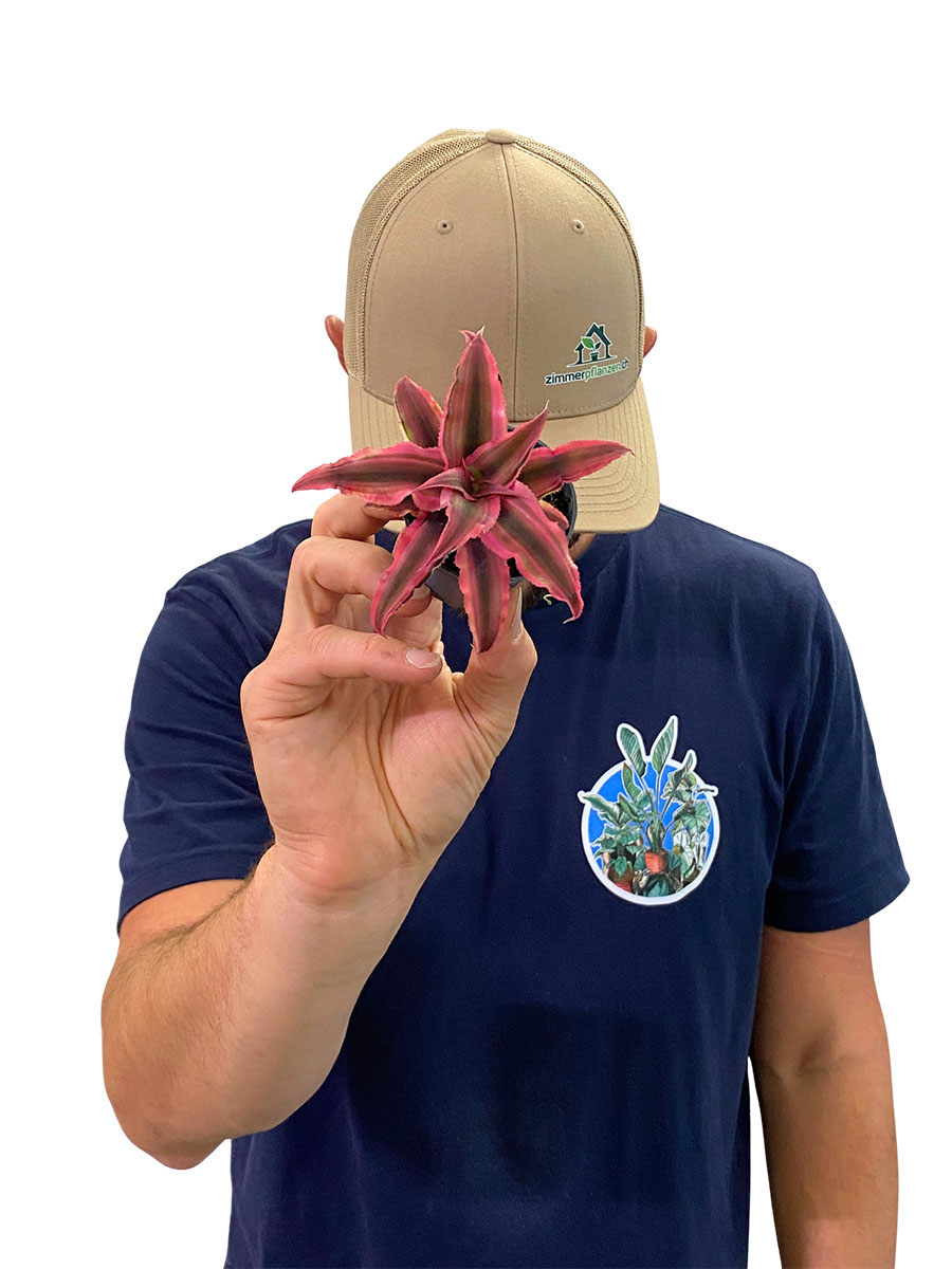 Baby Cryptanthus Rosa Star