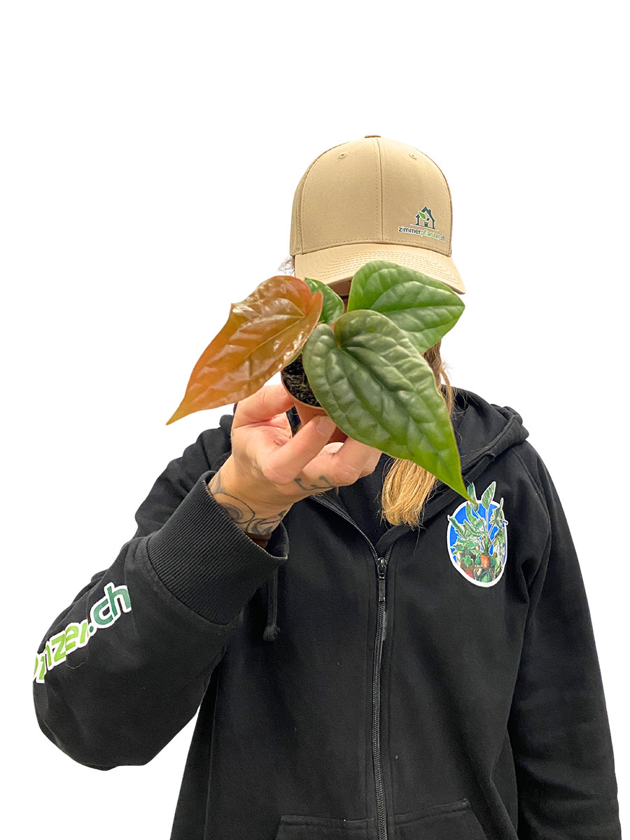 Baby Anthurium Luxurians x Radicans Baby Anthurium Luxurians x Radicans