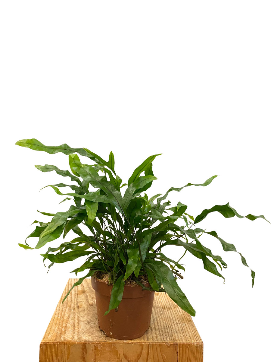 Microsorum Diversifolium
