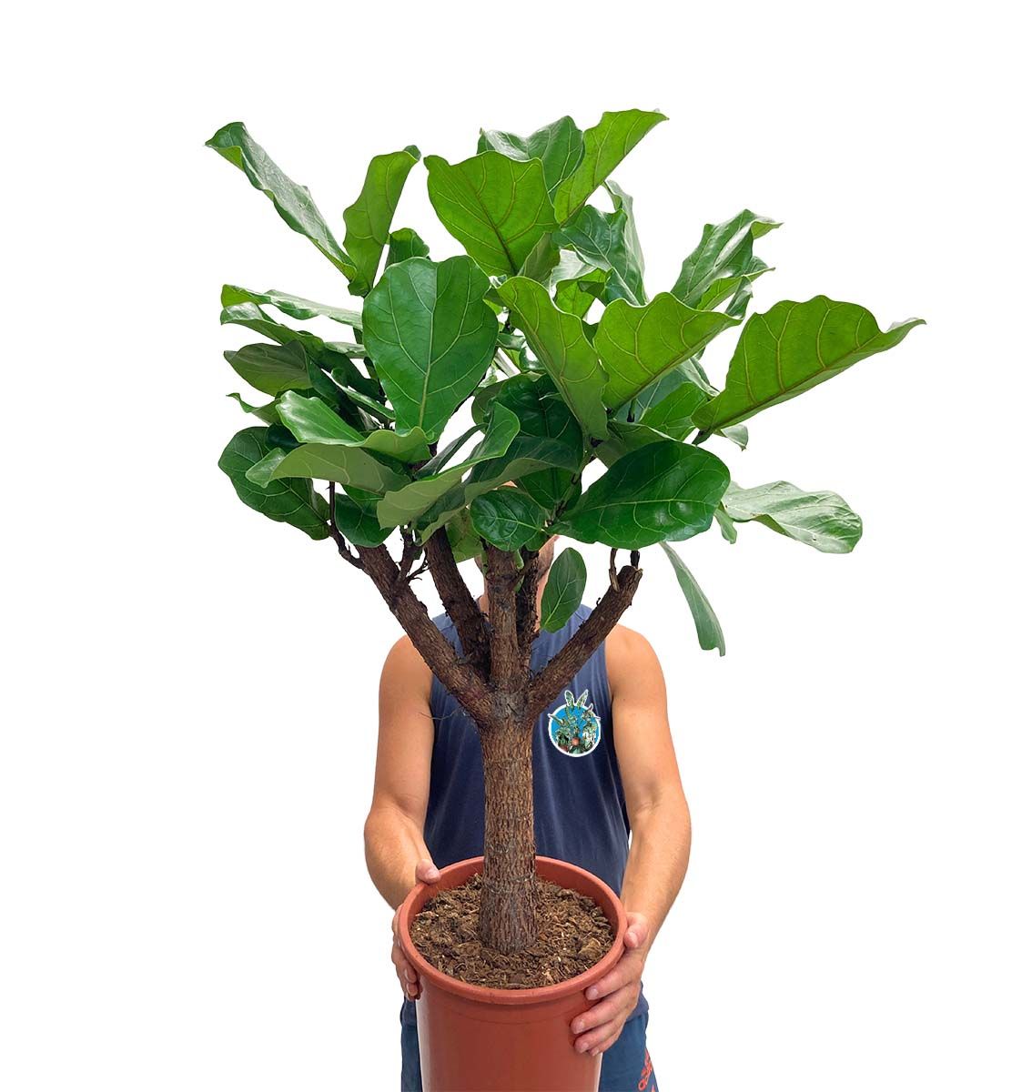 Geigenfeige Ficus lyrata Stamm 120cm