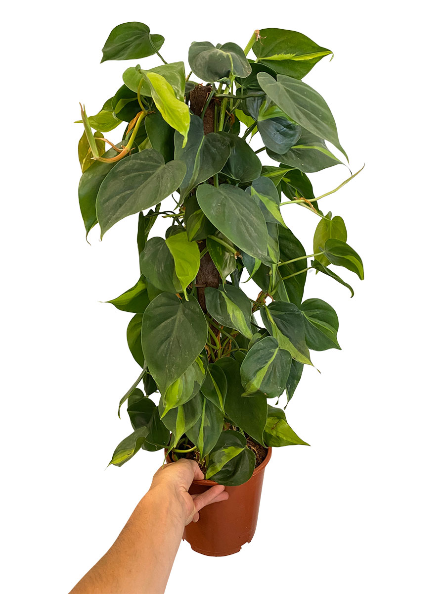 Philodendron Brasil Moosstab - Ø19 cm