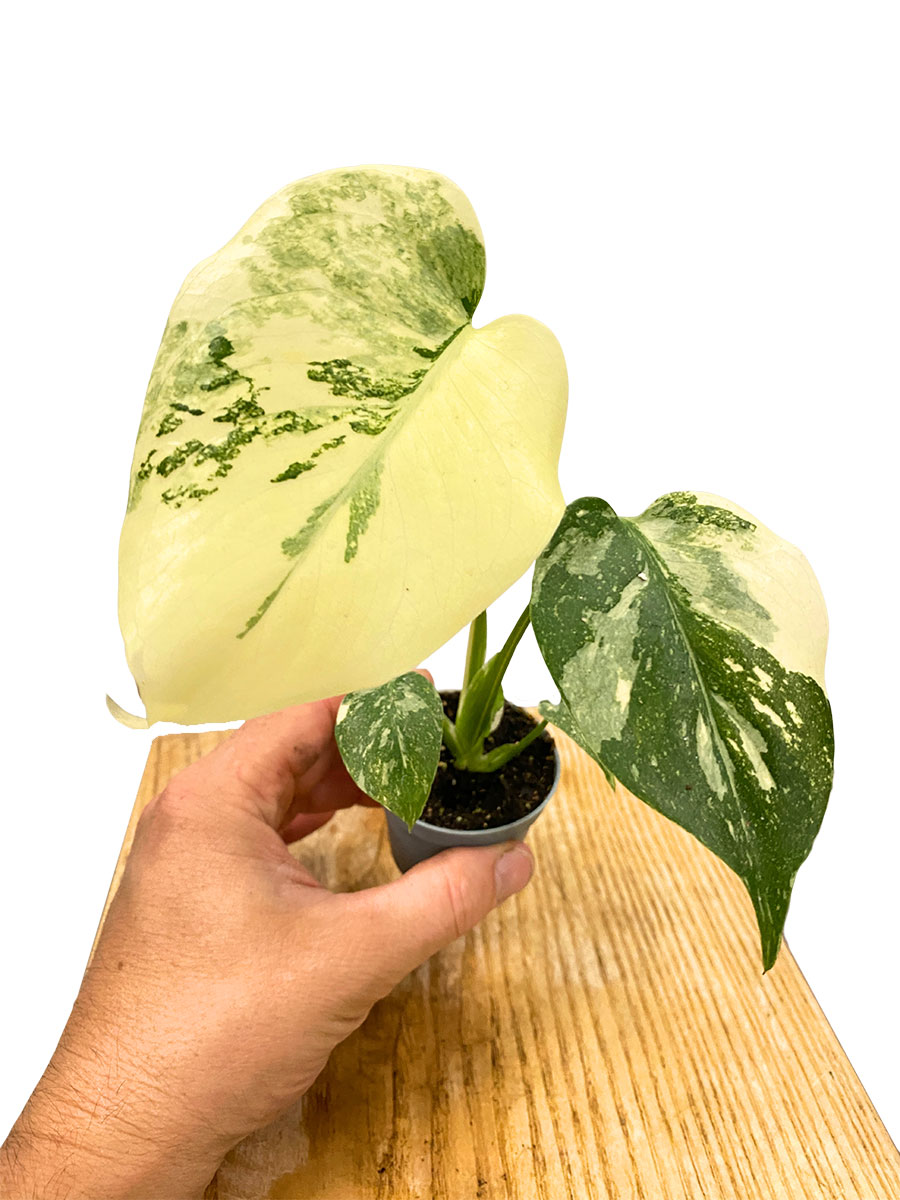 Baby Monstera Crème Brûlée
