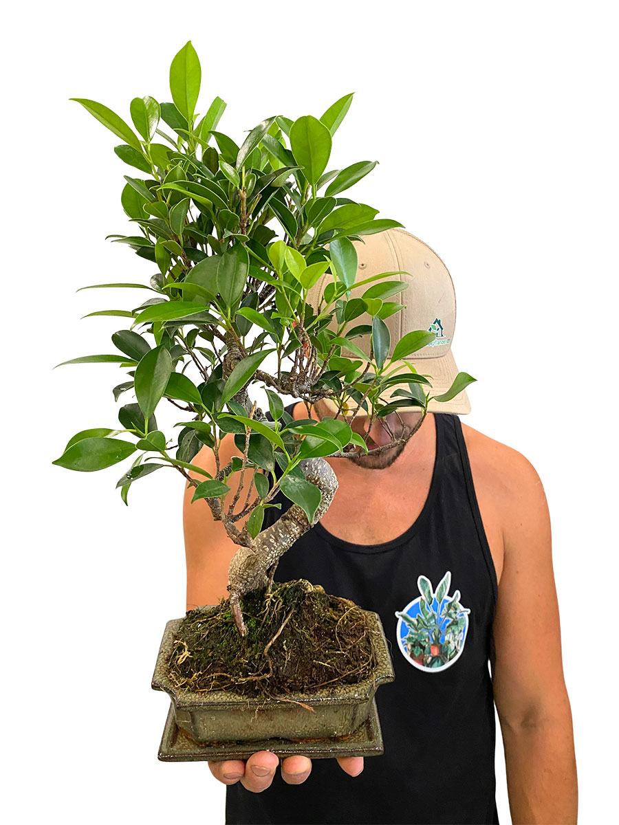 Bonsai Ficus Retusa - Ø15 cm