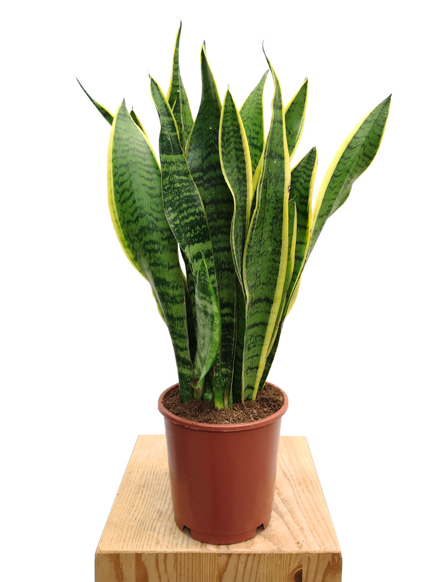 Bogenhanf Sansevieria Laurentii