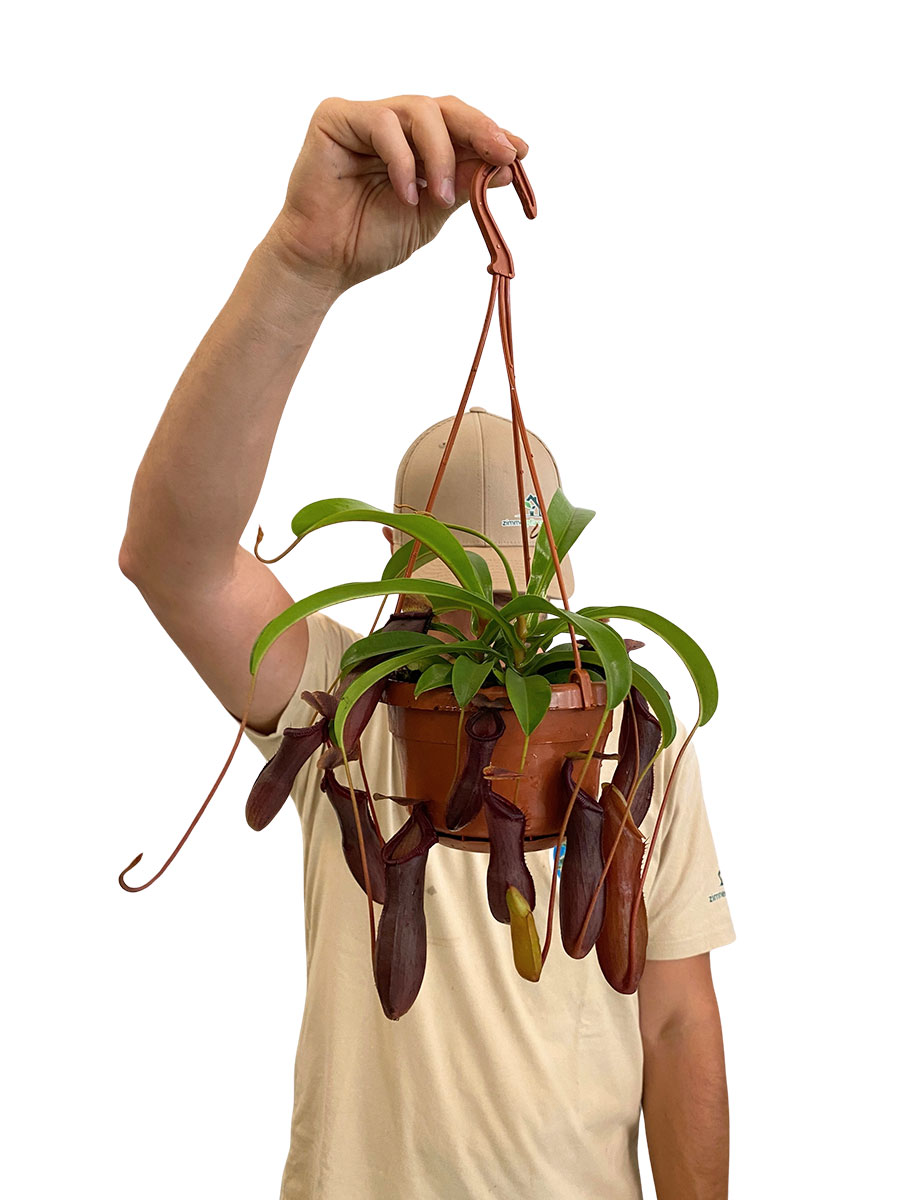 Hänger - Kannenpflanze Nepenthes Bill