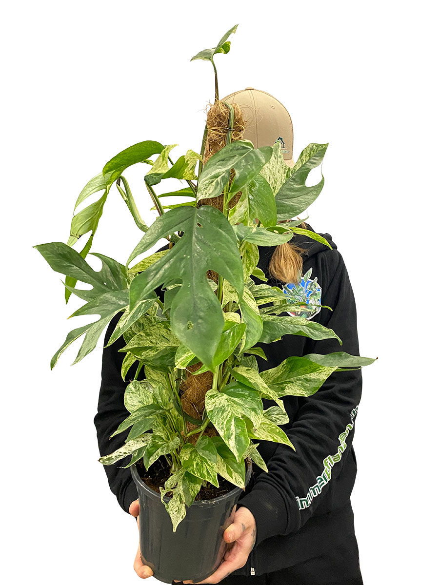 Epipremnum Marble Variegata Moosstab Epipremnum Marble Variegata Moosstab