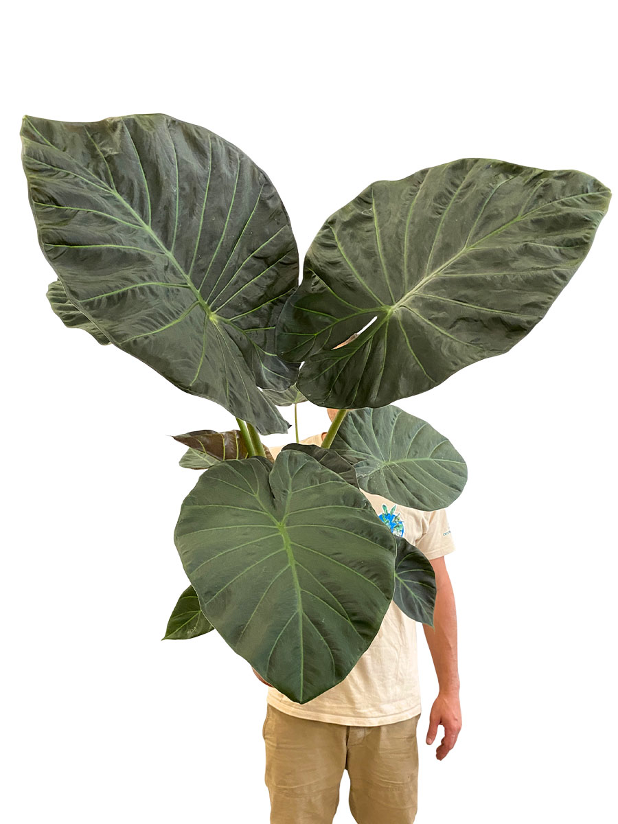 Alocasia Regal Shields