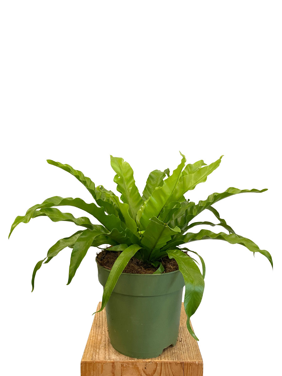 Nestfarn Asplenium Antiquum - Ø21 cm