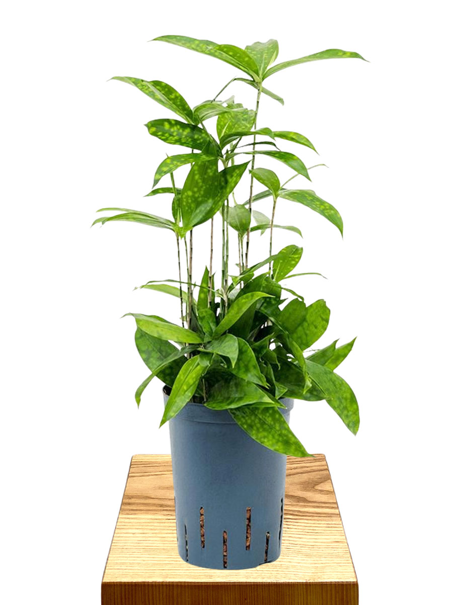 Hydro - Dracaena surculosa