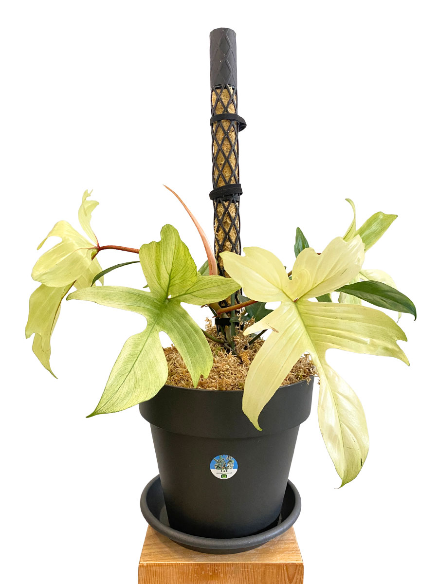 Philodendron Florida Ghost PlantMe Maxi