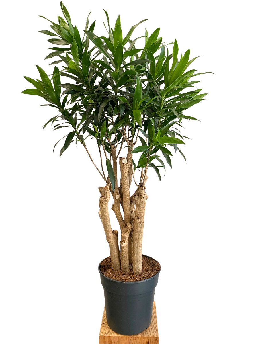 Dracaena Reflexa Verzweigt - Ø27 cm