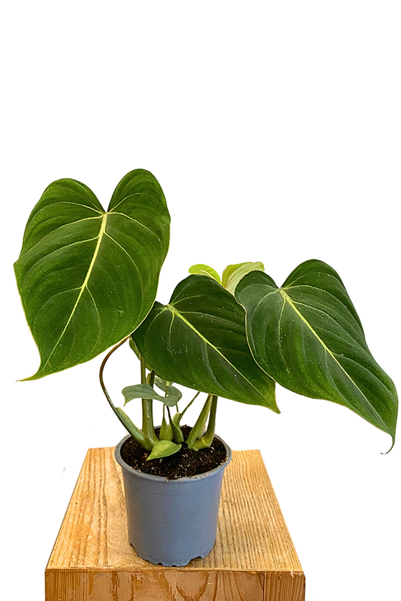 Philodendron Gloriosum