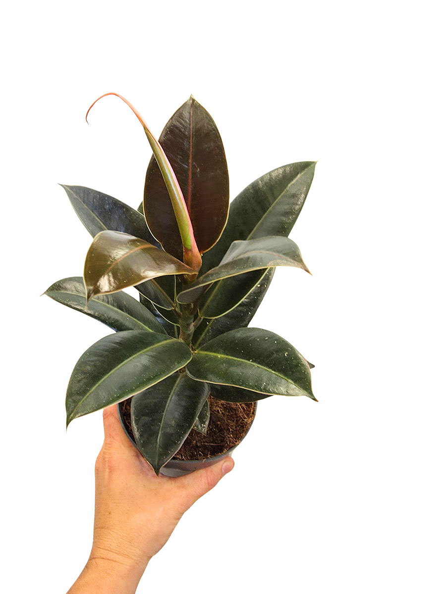 Ficus Elastica Melany