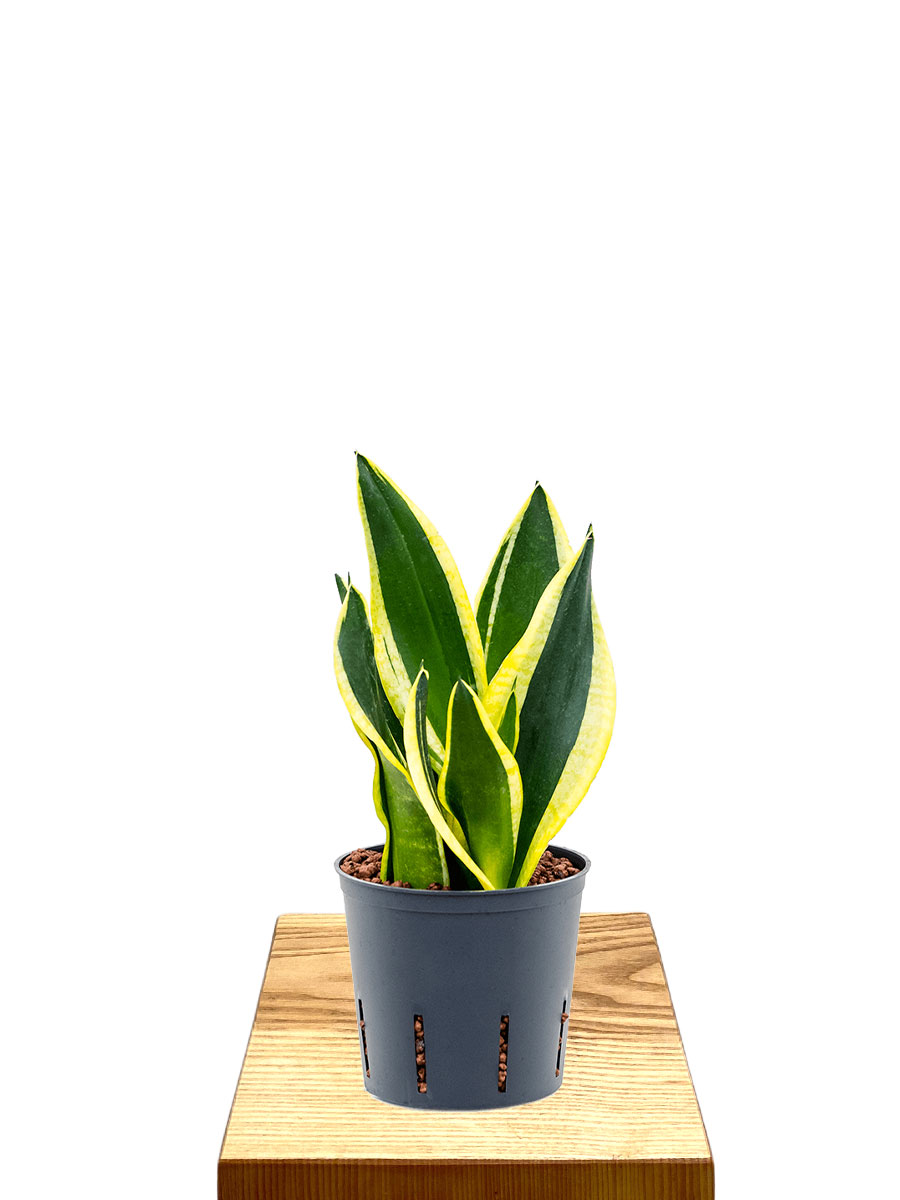 Hydro - Bogenhanf Sansevieria Super Flame