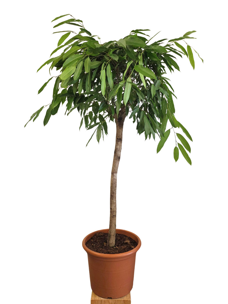 Ficus Amstel King Stamm - Gross