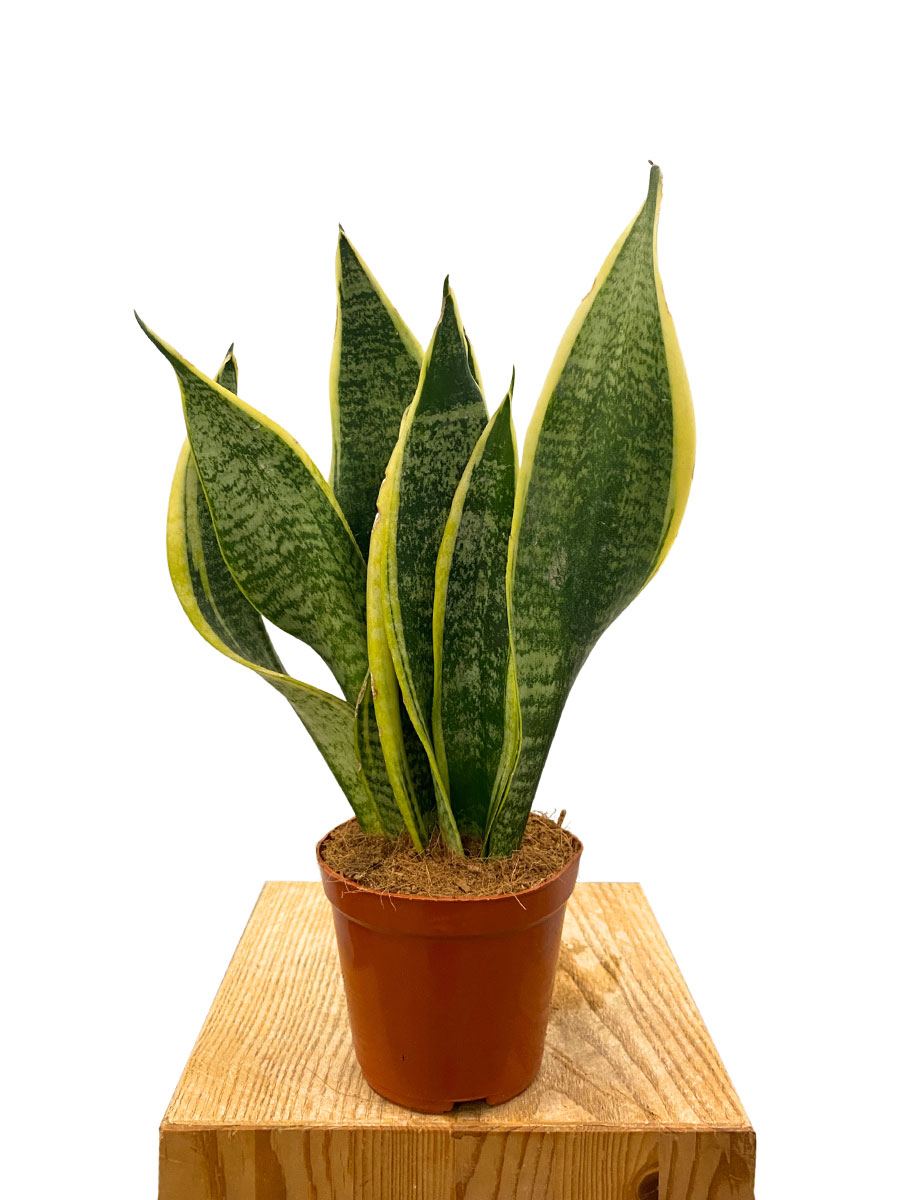 Sansevieria Futura Superba