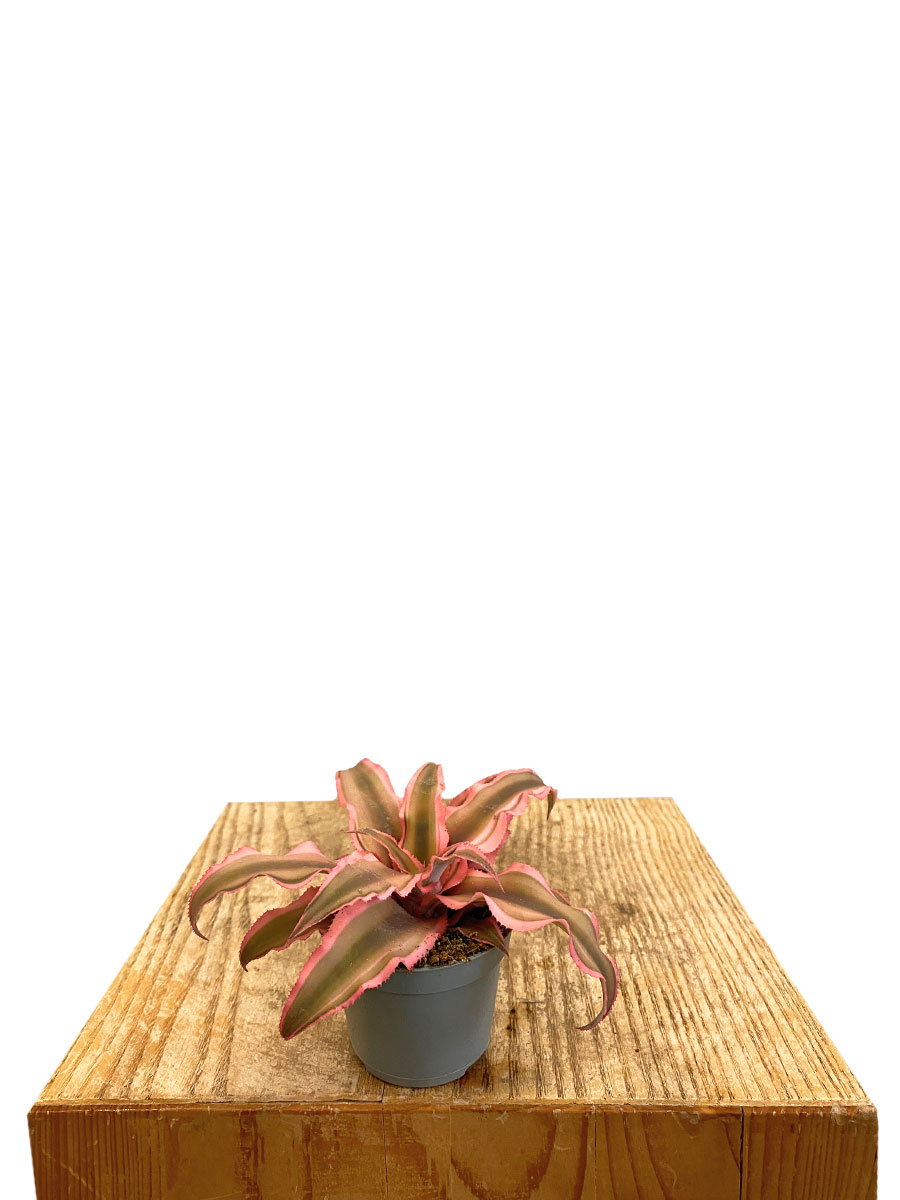 Baby Cryptanthus Rubin Star