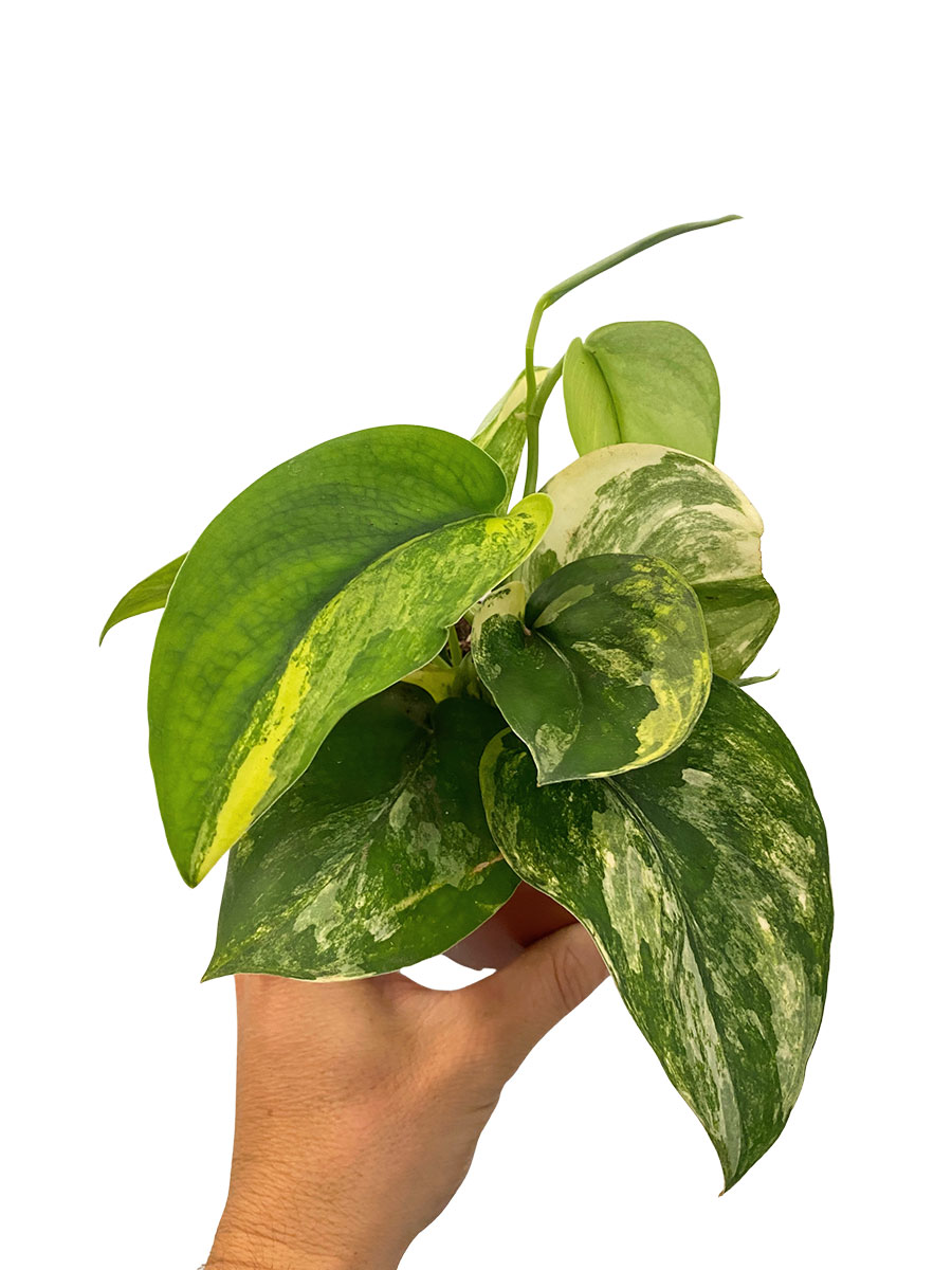 Scindapsus Jade Satin Aurea 