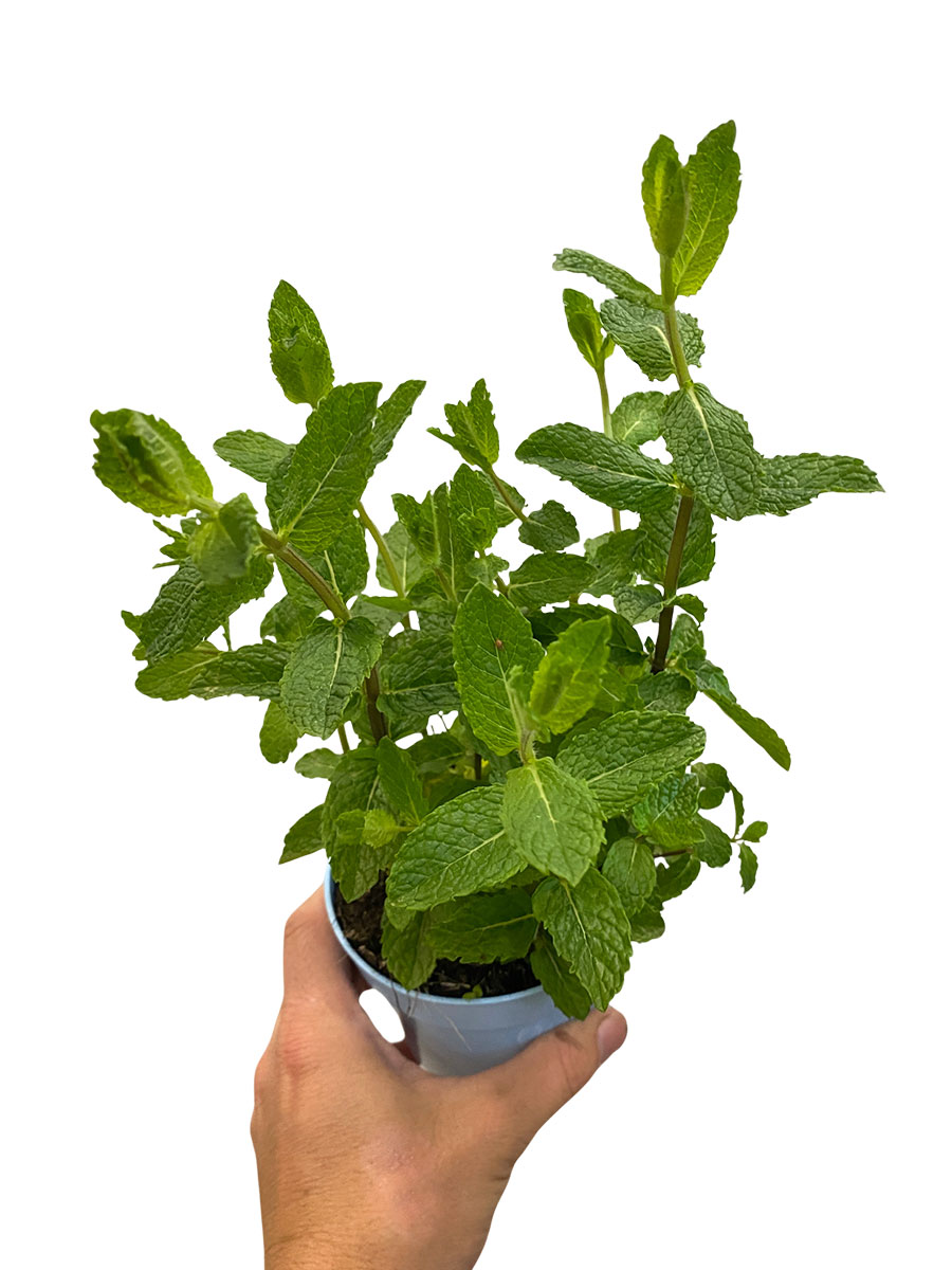 Bio Marokkanische Minze