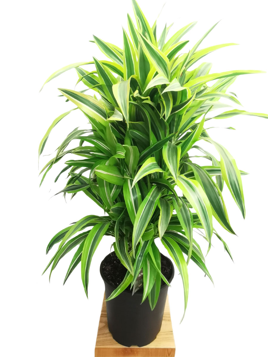 Dracaena Lemon Lime verzweigt M