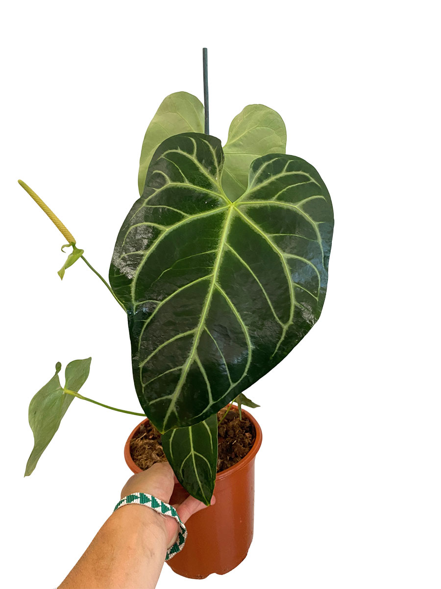 Anthurium Regale - Gross