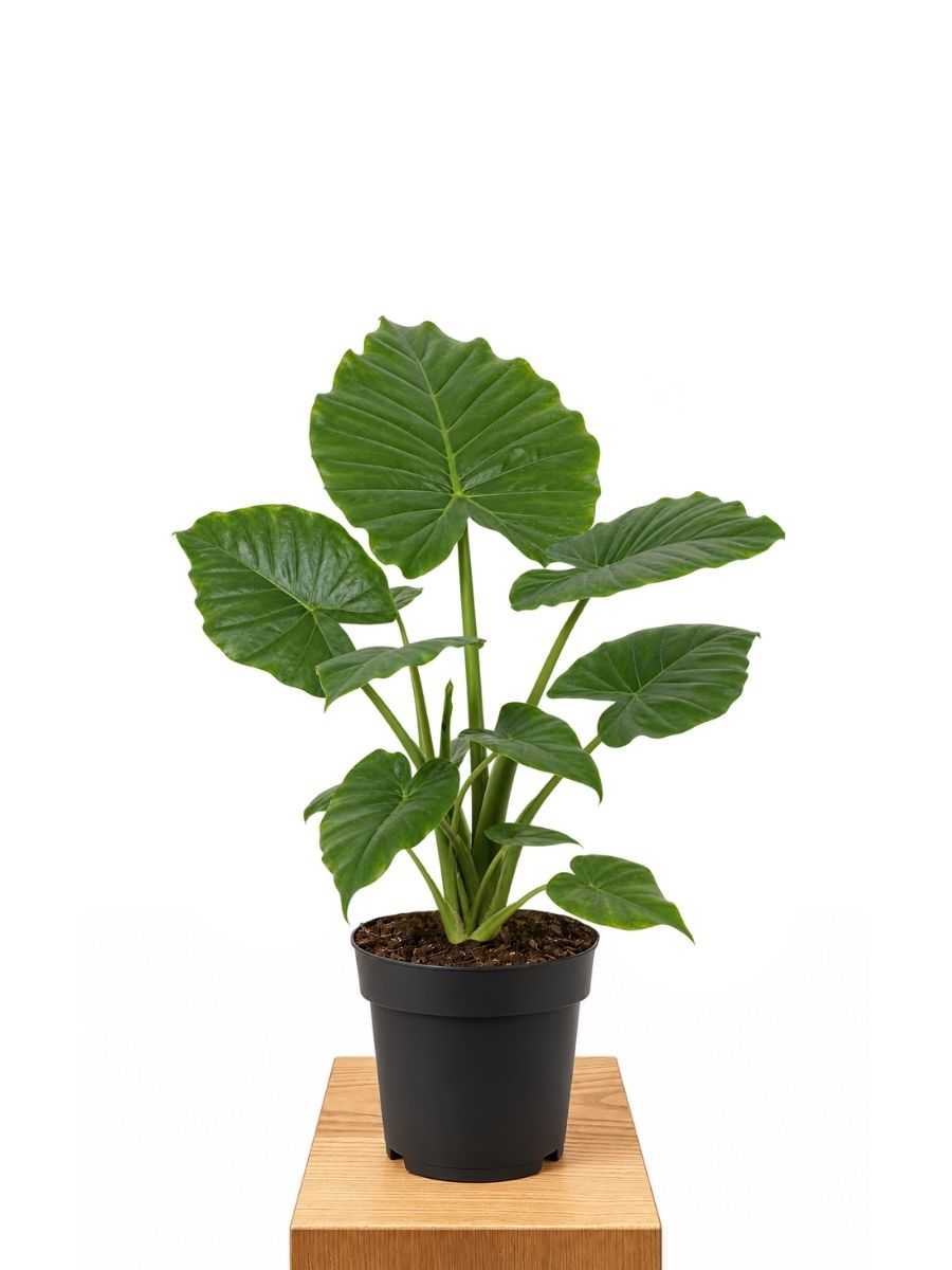 Alocasia Gageana