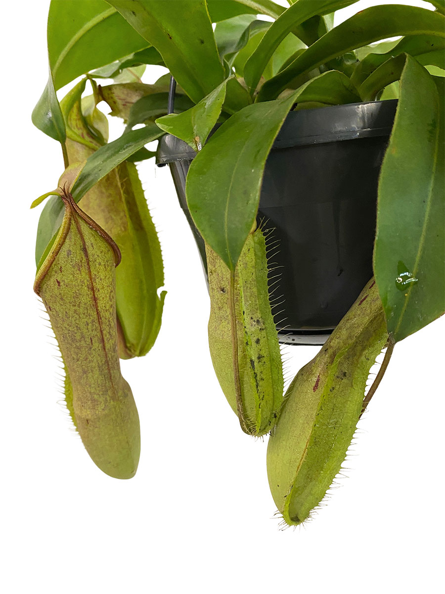 Hänger - Kannenpflanze Nepenthes Louisa