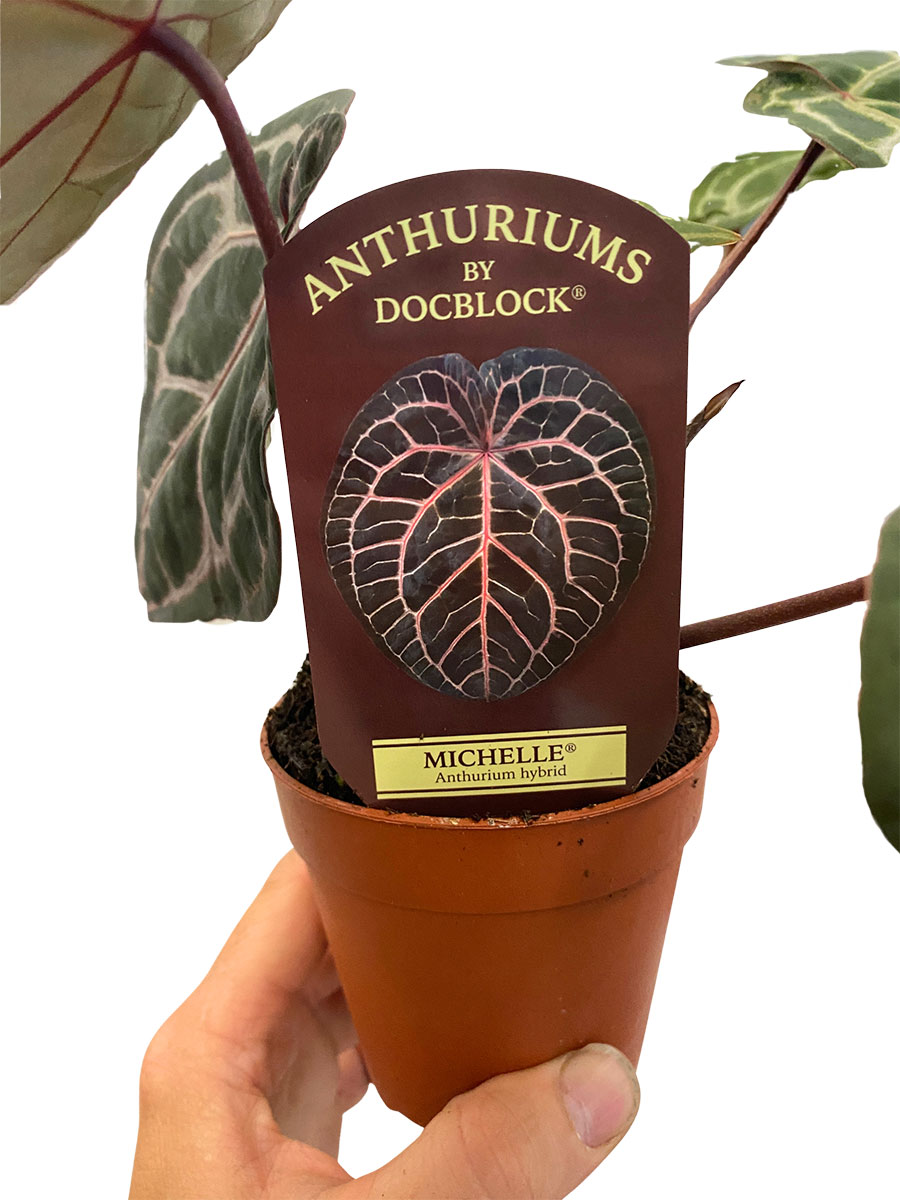 Anthurium Michelle® DocBlock