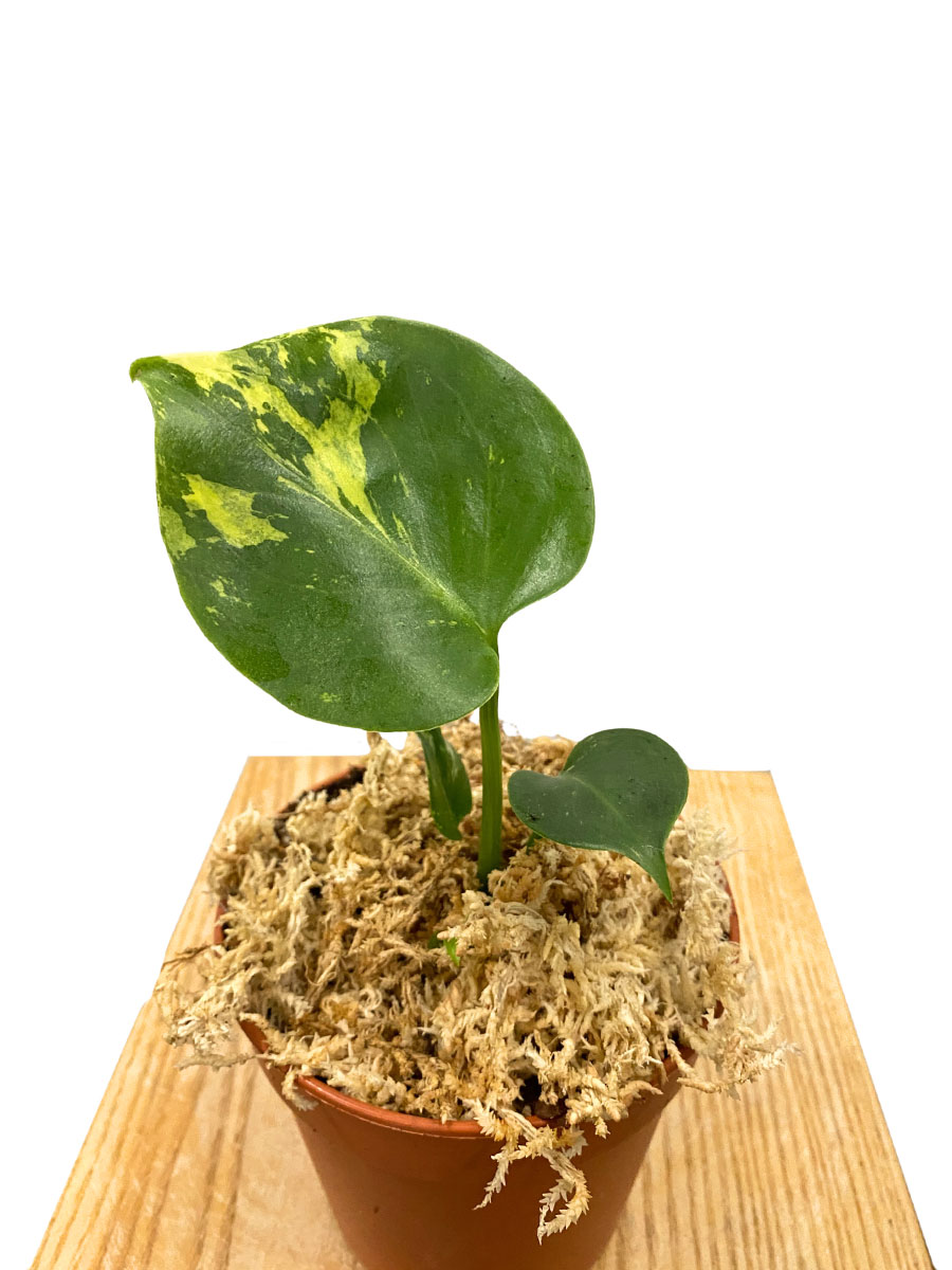 Baby Monstera Aurea Variegata