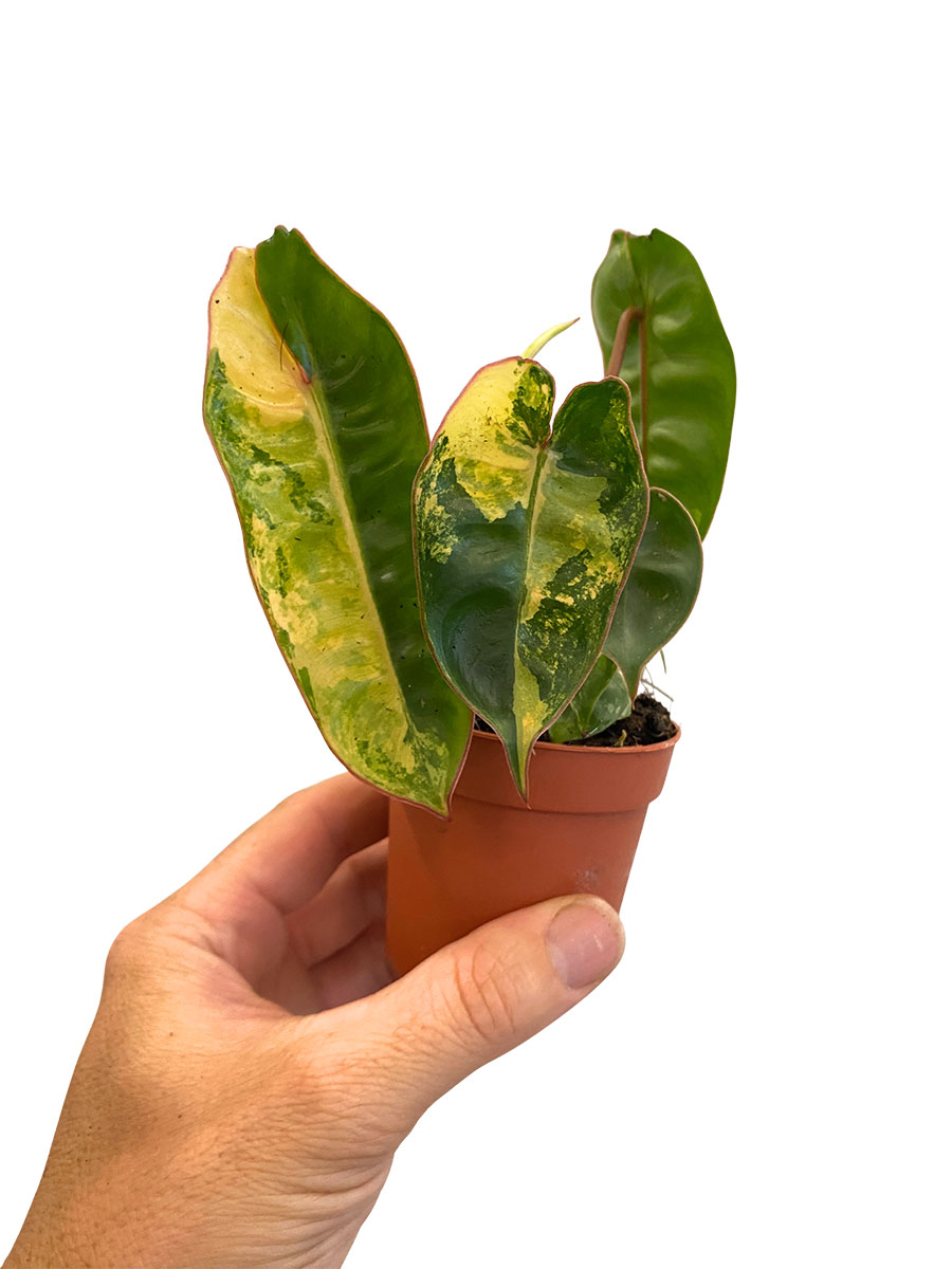 Baby Philodendron Billietiae Variegata