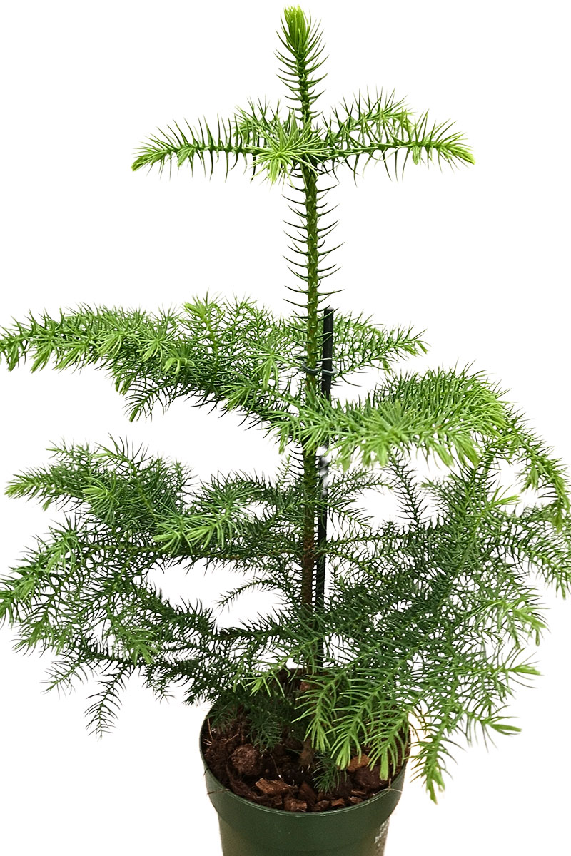 Zimmertanne Araucaria heterophylla