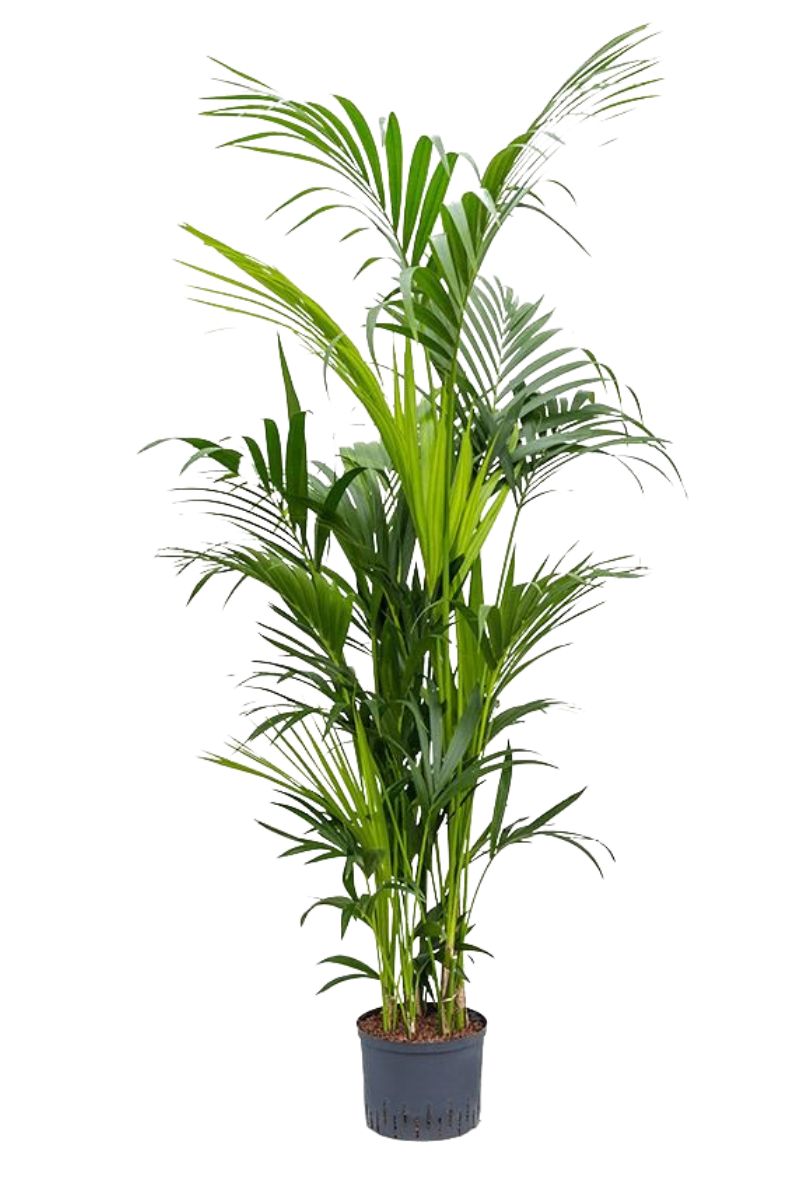 Hydro - Kentiapalme Howea forsteriana 