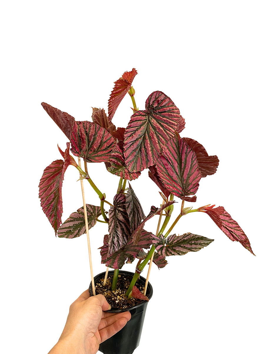 Begonia Brevirimosa ssp. Exotica - Gross